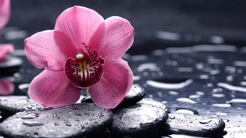 Image pink flower on black stone