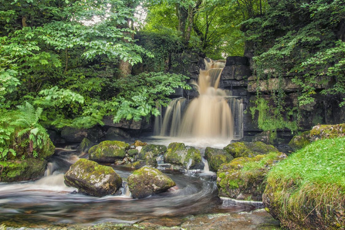 nature, waterfall, old growth forest, tree, water