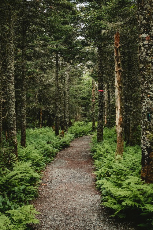 Image forest, nature, woodland, vegetation, trail