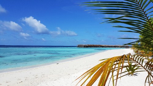 Image green palm tree near sea during daytime