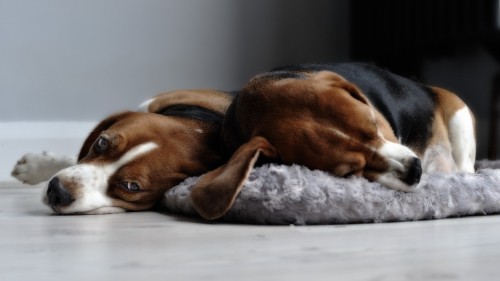 Image brown and black short coated dog lying on gray textile