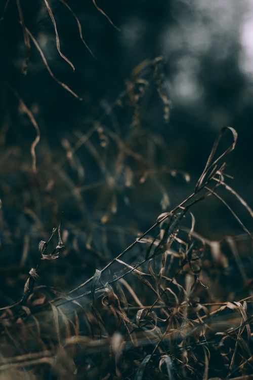 Natur, Wasser, Branch, Blatt, Gras. Wallpaper in 3456x5184 Resolution
