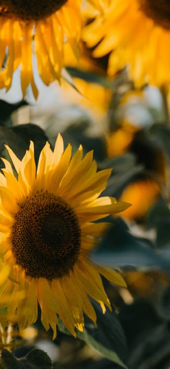 Girasol, Financiación, Impuesto, Dinero, Riqueza Cordinaria. Wallpaper in 1080x2340 Resolution