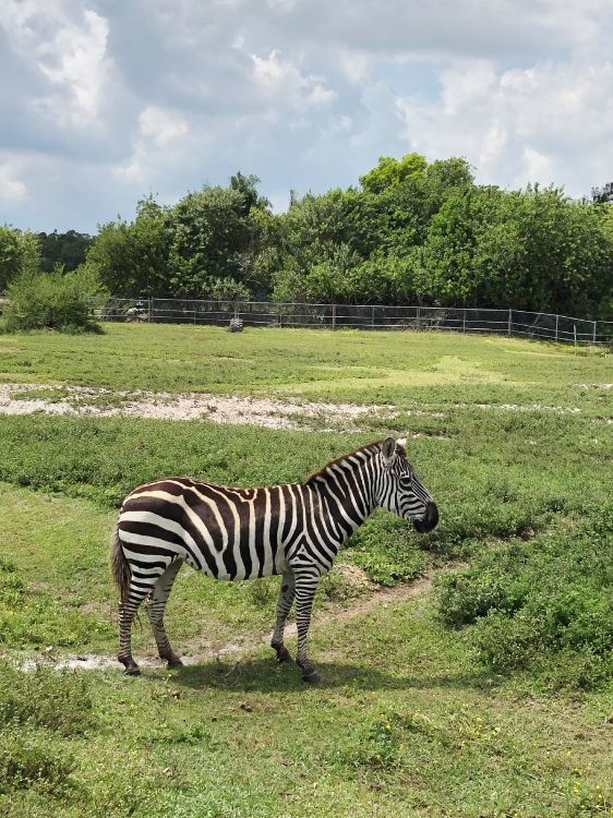 zebra, wildlife, quagga, shrubland, nature reserve