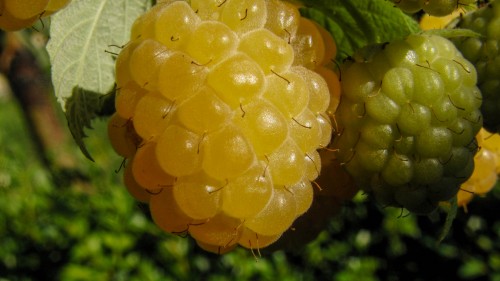 Image yellow fruit in macro lens