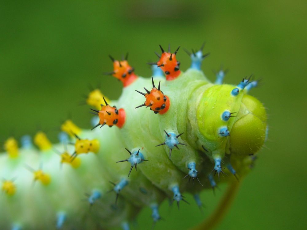 green and yellow caterpillar on green plant