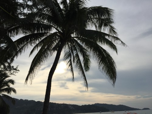 Image water, coconut, palm trees, cloud, tree