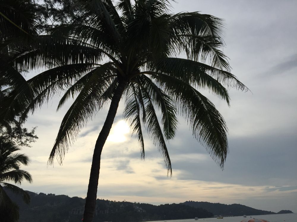 water, coconut, palm trees, cloud, tree