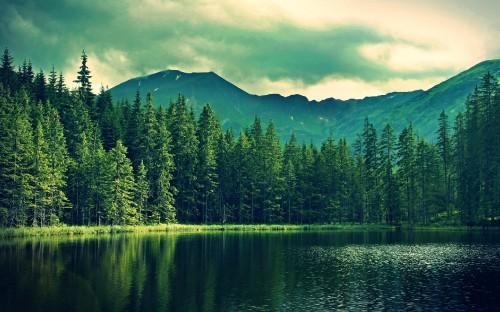 Image green pine trees near lake and mountain during daytime