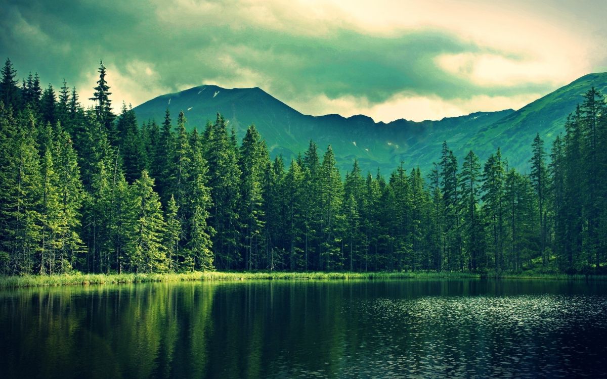 green pine trees near lake and mountain during daytime