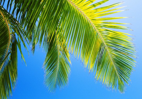 Image green palm tree under blue sky during daytime