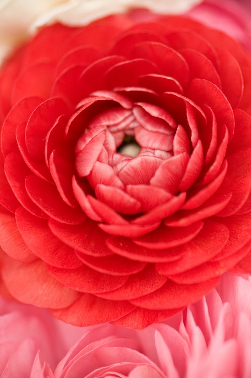 Blütenblatt, Pink, Rose, Japanische Kamelie, Fabrik. Wallpaper in 2848x4288 Resolution