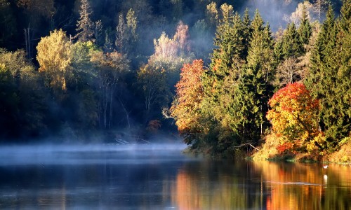 Image green and brown trees beside river during daytime