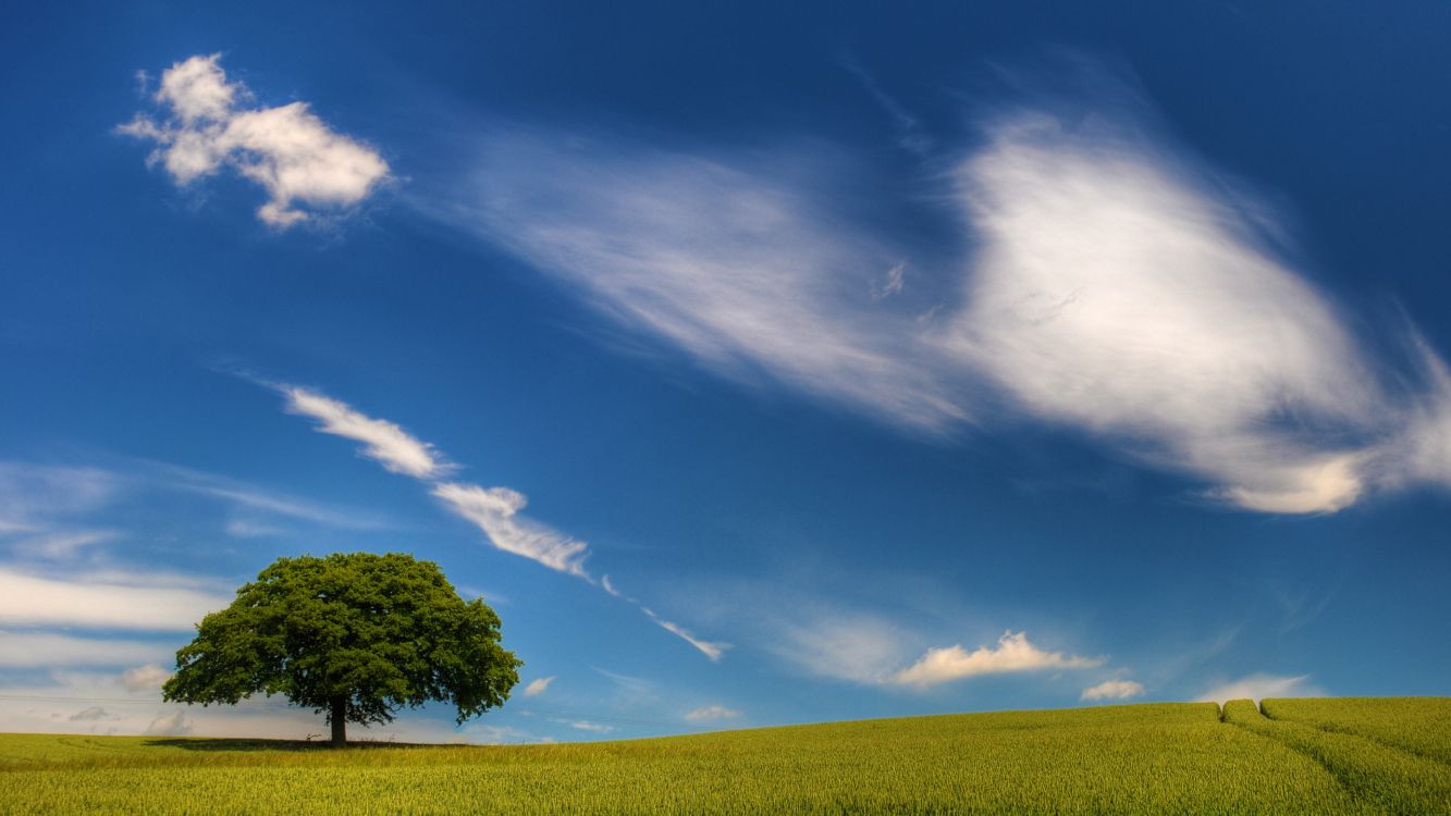 green grass field under blue sky and white clouds during daytime