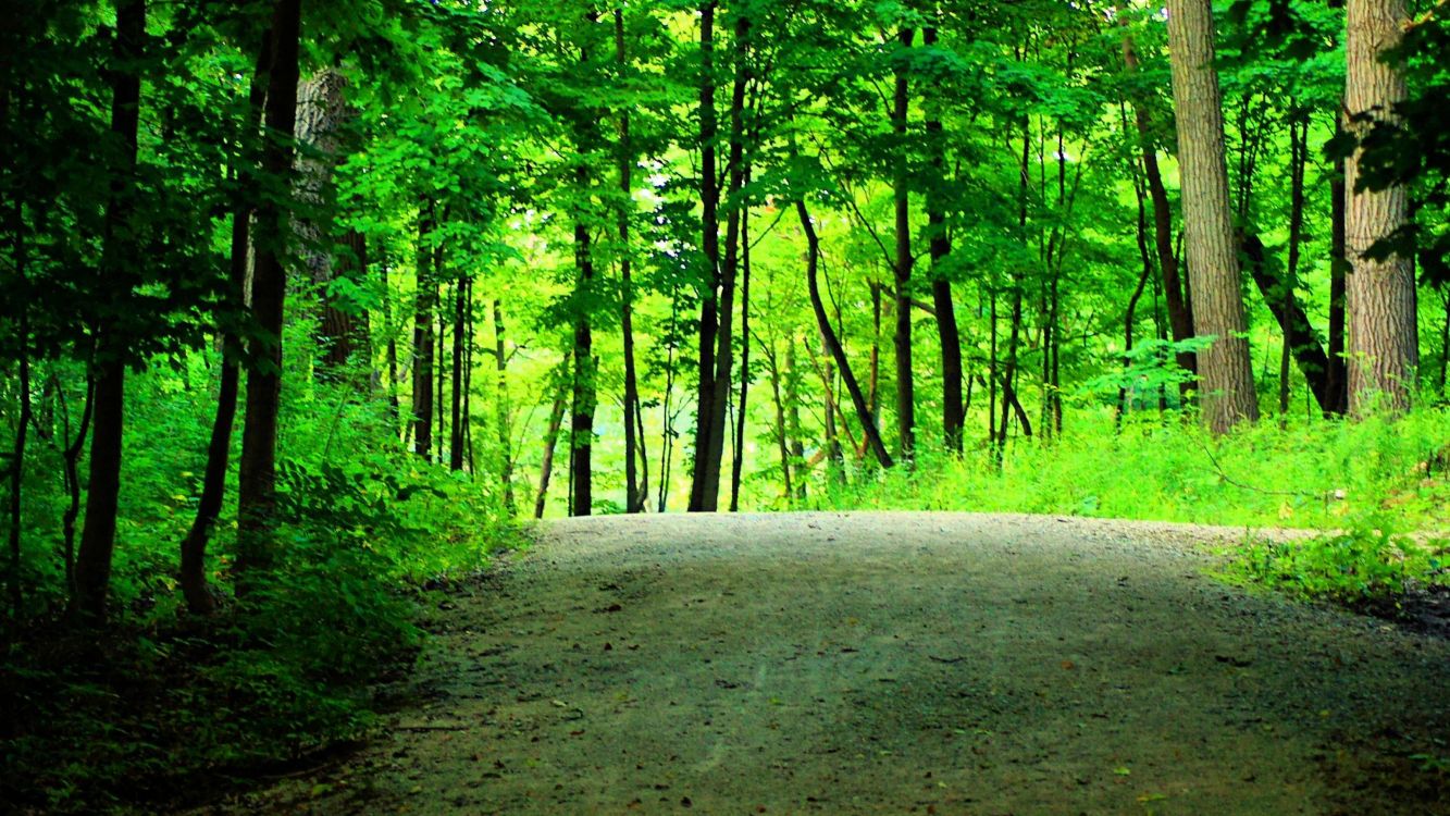 green trees on forest during daytime