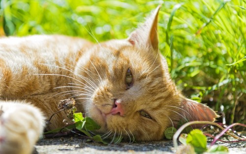 Image orange tabby cat lying on ground