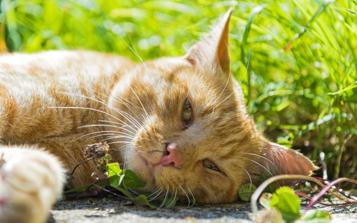 orange tabby cat lying on ground