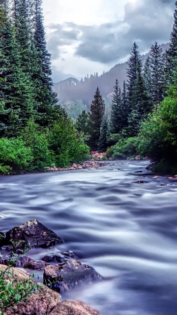 Image river between green trees under white sky during daytime