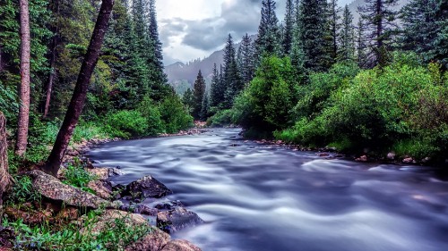 Image river between green trees under white sky during daytime