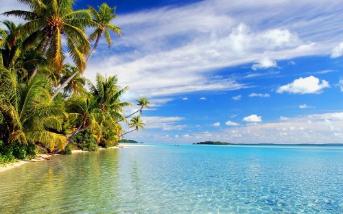 Image green palm tree on blue sea under blue sky during daytime