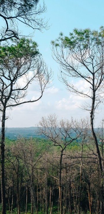 Image vegetation, branch, woody plant, tree, nature