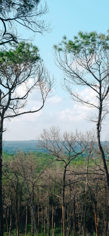 Image vegetation, branch, woody plant, tree, nature
