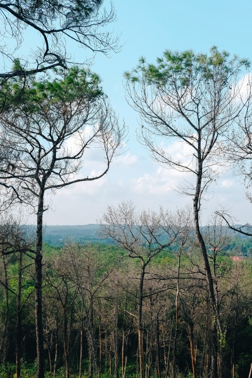 Image vegetation, branch, woody plant, tree, nature