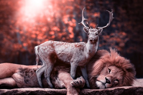 Image brown and white deer lying on brown soil during daytime