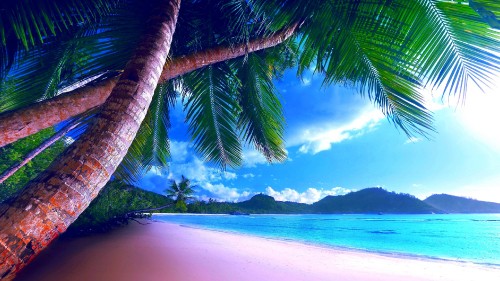 Image coconut tree near sea under blue sky during daytime