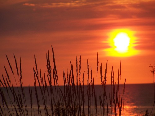 Image silhouette of grass during sunset