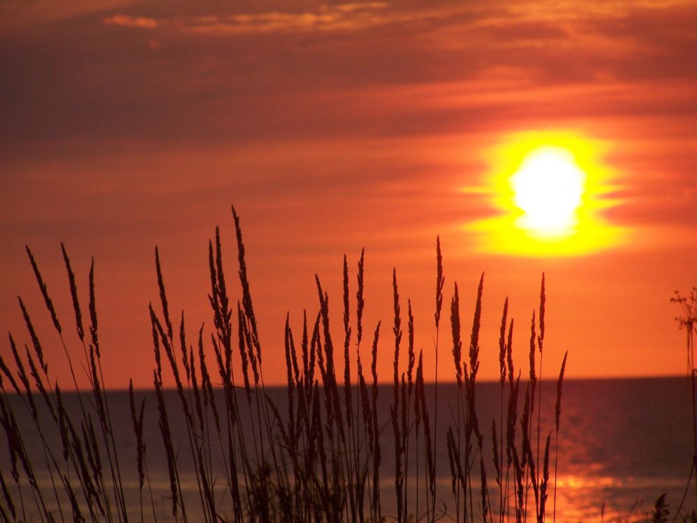 silhouette of grass during sunset