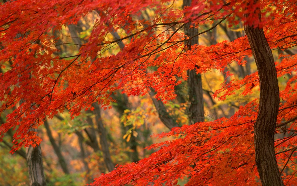 brown and green trees during daytime