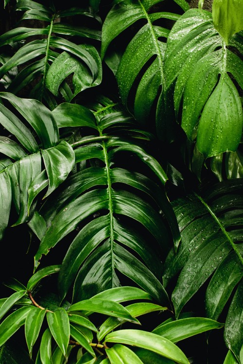 Image green plants, leaf, green wall, Swiss cheese plant, houseplant