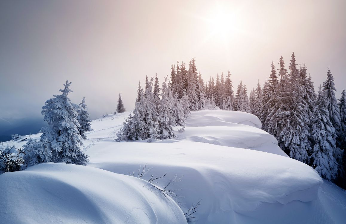 Árboles Cubiertos de Nieve Durante el Día. Wallpaper in 5250x3400 Resolution