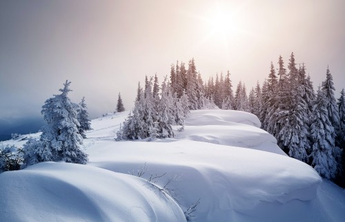 Image snow covered trees during daytime