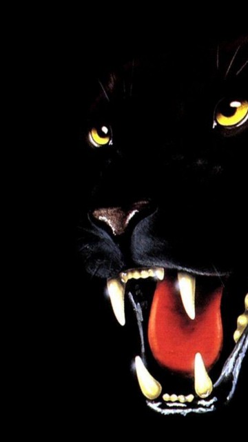 Image Panthera, tiger, bombay cat, leopard, black cat