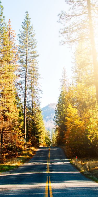 Carretera, Damaksnis, Naturaleza, Alerce, Gingko. Wallpaper in 2318x4636 Resolution