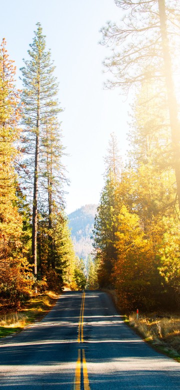 Image road, damaksnis, leaf, nature, tree