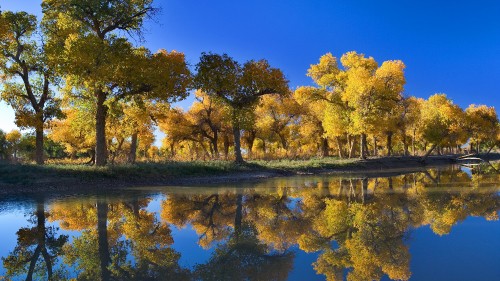 Image green trees beside body of water during daytime