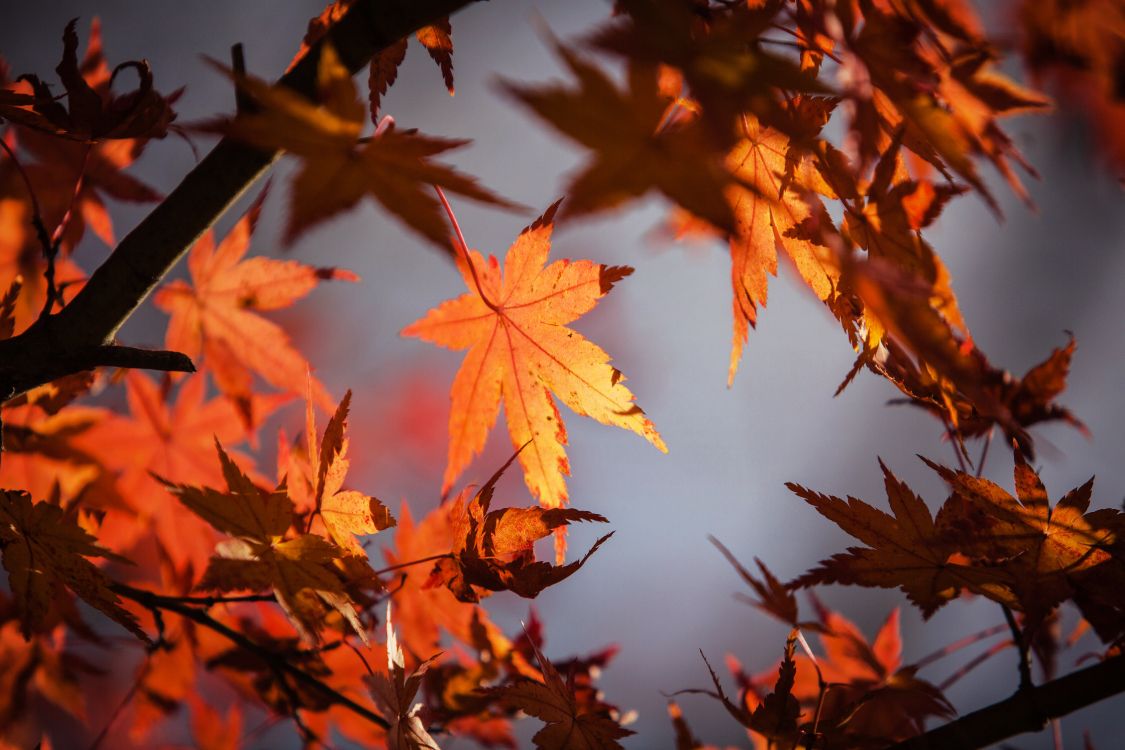 Leaf, Red Maple, Green, Tree, Maple Leaf. Wallpaper in 5616x3744 Resolution