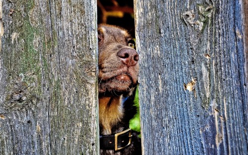 Image black and brown short coated dog on brown wooden fence