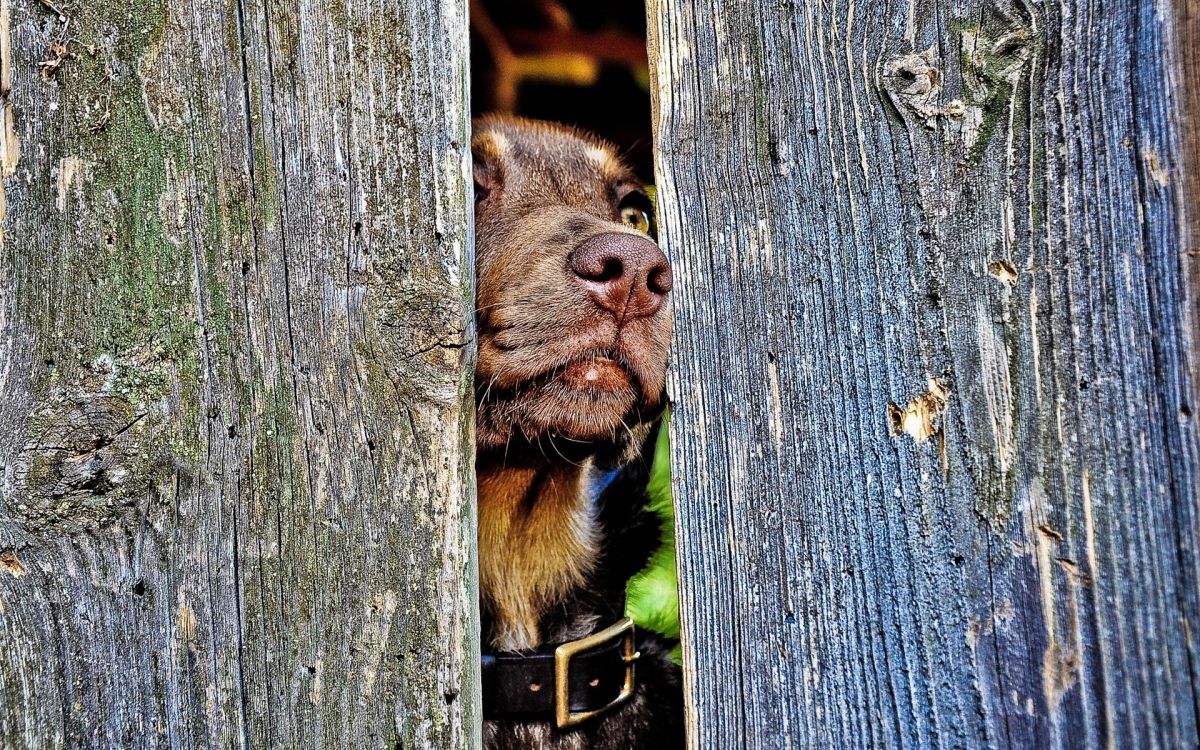 black and brown short coated dog on brown wooden fence