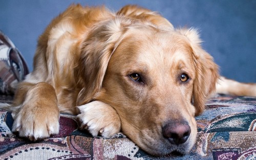 Image golden retriever lying on the floor