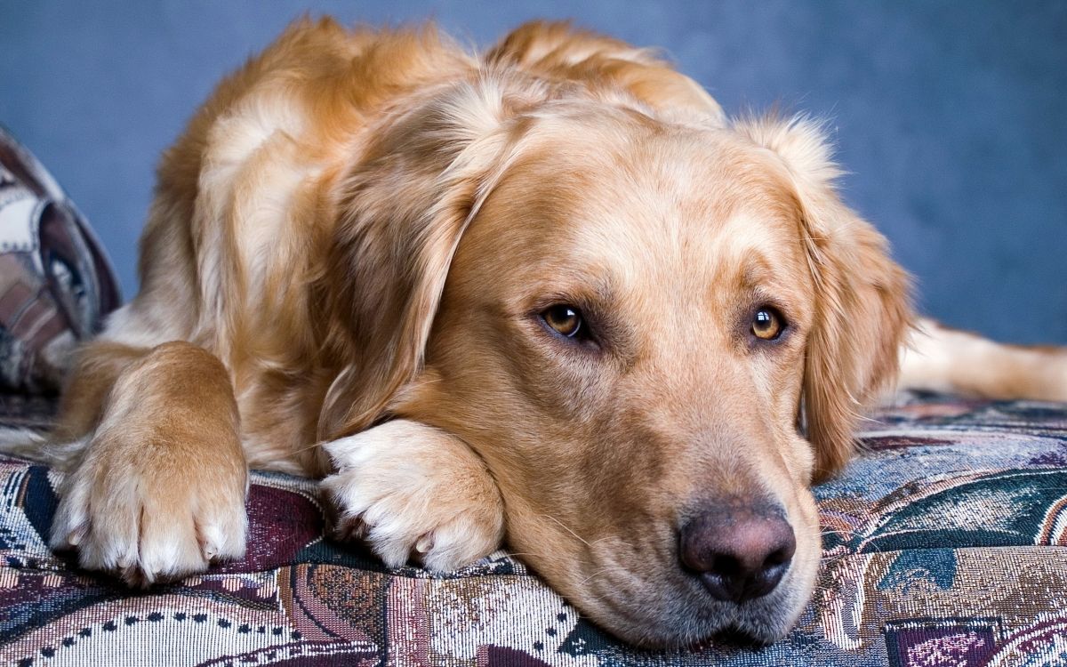 golden retriever lying on the floor