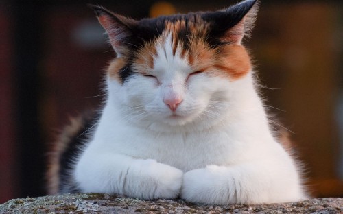 Image white orange and black cat lying on ground