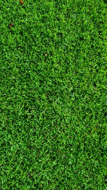 Image green grass field during daytime
