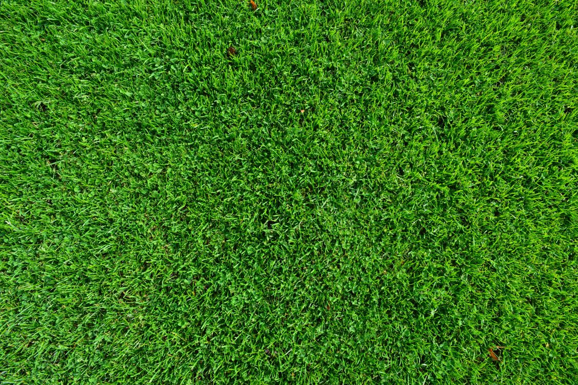 Champ D'herbe Verte Pendant la Journée. Wallpaper in 3000x1995 Resolution
