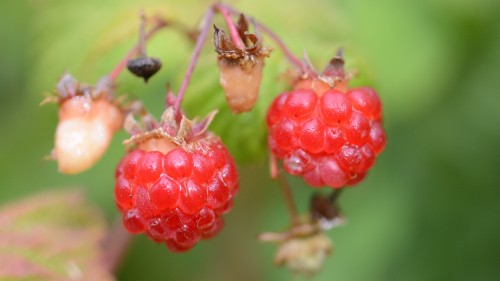 Image red round fruits in close up photography