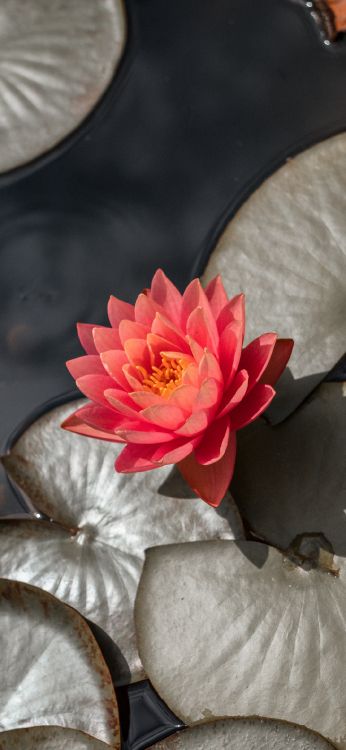 Heilige Lotus, 19. Jahrhundert, Nachdenklich, Blütenblatt, Farbtöne Und Schattierungen. Wallpaper in 1080x2340 Resolution