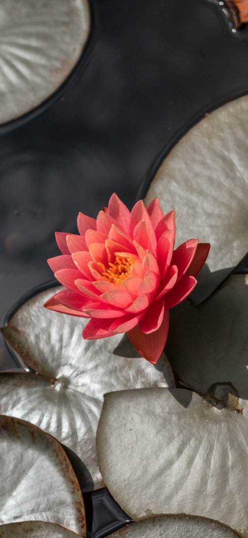 Image sacred lotus, 19th century, thoughtful, flower, plant